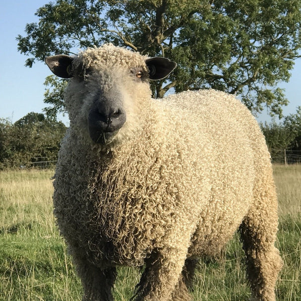 Home Farm collection - 4 Ply (Fingering/Sports Weight) 50g (1.76 oz): Rare Breed Wensleydale and Bluefaced Leicester Silver