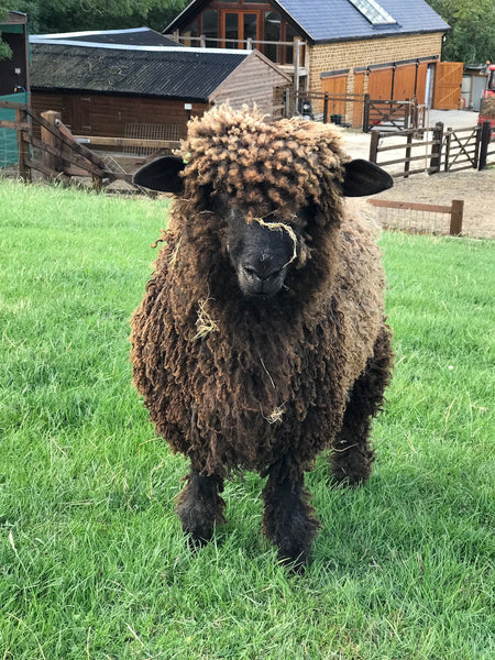 Special Offer 500g (17.63oz) Pure Grey Lincoln Longwool Washed and Combed Top.  Perfect for Peg Looms