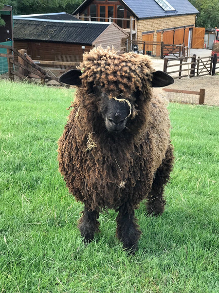 Pure Grey Lincoln Longwool Washed and Combed Top