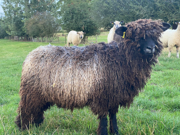 Special offer - 500g (17.63 oz) Pure Black Lincoln Longwool Washed and Combed Top Perfect for Peg Looms