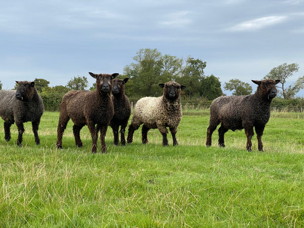 Special offer - 500g (17.63 oz) Pure Black Lincoln Longwool Washed and Combed Top Perfect for Peg Looms