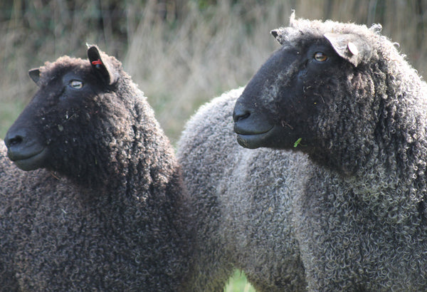 Special Offer - 500g (17.65oz) Pure Black Wensleydale Washed and Combed Top