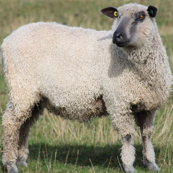 Wensleydale sheep at Home Farm Wensleydales 