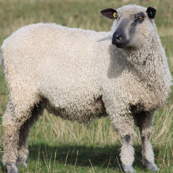Pure Wensleydale - Yarn Cake, Rolled to DK - (Rolled to Light Worsted) 100g (3.53 oz)  Harlyn twist