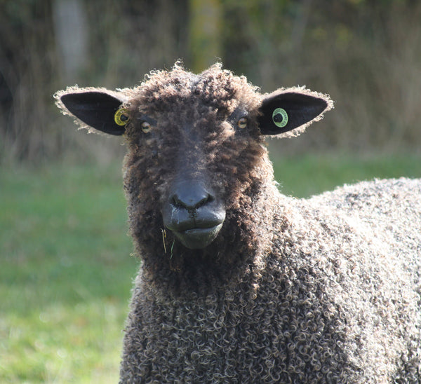 Black Wensleydale - Rare Breed: Natural undyed (Aran/Worsted Weight) Special Offer 500g (1.1lbs)