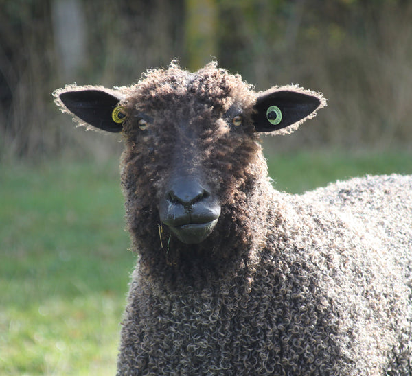 Rare Breed Black Wensleydale: Natural undyed (Aran/Worsted Weight) 100g (3.5 oz)