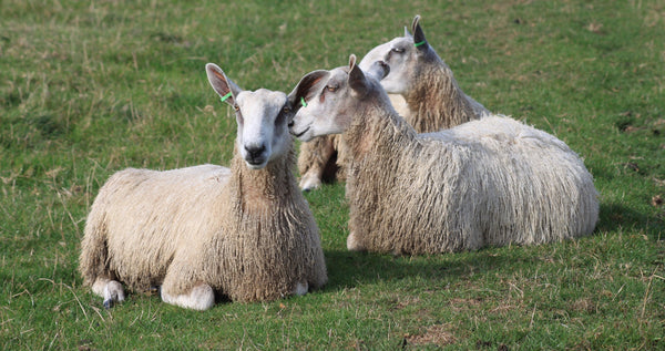 4ply (Fingering/Sports Weight) 500g (1.1lbs):  Rare Breed Wensleydale and Bluefaced Leicester