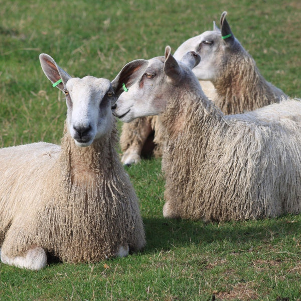 Bluefaced Leicester sheep at Home Farm Wensleydales