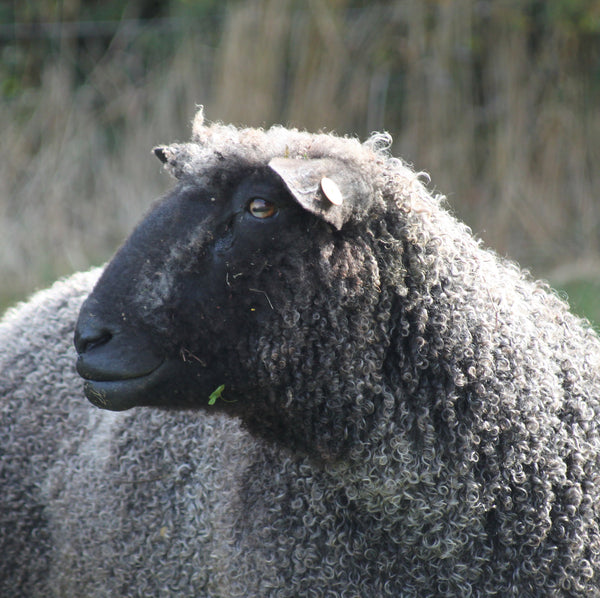 Black Wensleydale - Rare Breed: Natural undyed (Aran/Worsted Weight) Special Offer 500g (1.1lbs)