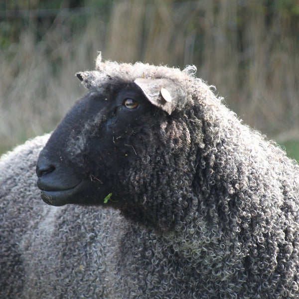 Black pedigree wensleydale rare breed ram from Home Farm Wensleydales, wool