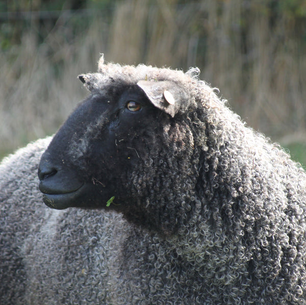 Rare Breed Black Wensleydale: Natural undyed (Aran/Worsted Weight) 100g (3.5 oz)