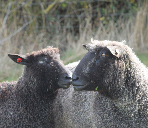 Rare Breed Black Wensleydale: Natural undyed (Aran/Worsted Weight) 100g (3.5 oz)