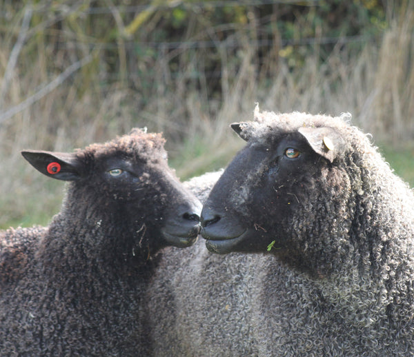 Black Wensleydale - Rare Breed: Natural undyed (Aran/Worsted Weight) Special Offer 500g (1.1lbs)