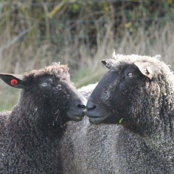 Two lovely black pedigree wensleydales - from Home Farm Wensleydales, wool