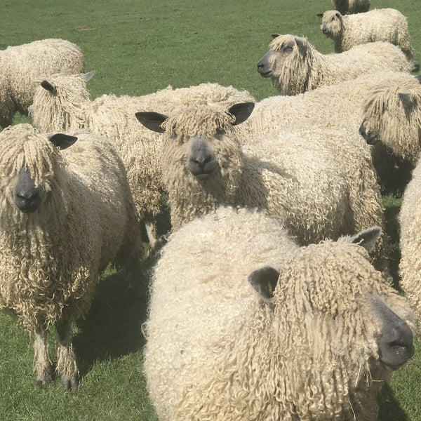 Home Farm collection - 4 Ply (Fingering/Sports Weight) 50g (1.76 oz): Rare Breed Wensleydale and Bluefaced Leicester Silver