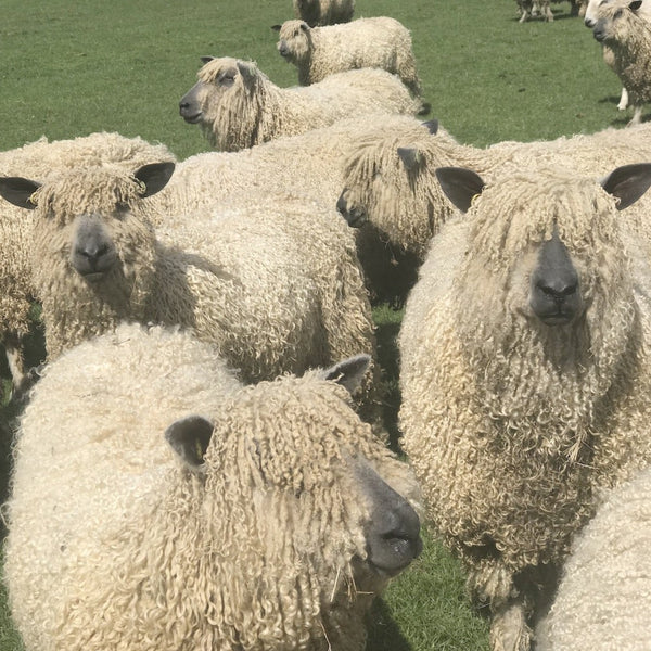 Wensleydale sheep at Home Farm Wensleydales