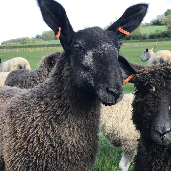 Bluefaced Leicester Handspun  Aran Hat