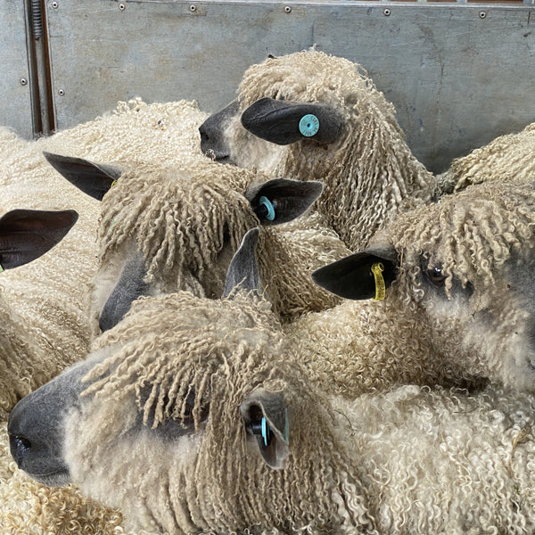 Wensleydale sheep at Home Farm Wensleydales