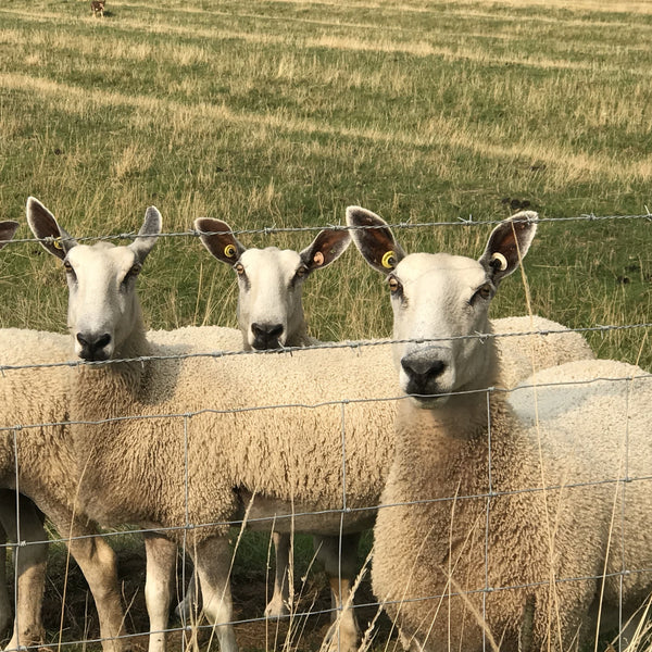 Pure Bluefaced Leicester: Natural (Aran/Worsted Weight) 100g (3.53 oz)