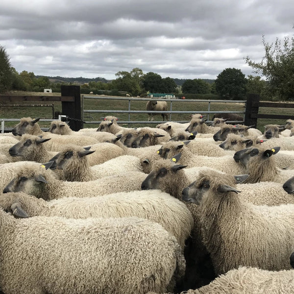 Wensleydale sheep at Home Farm Wensleydales
