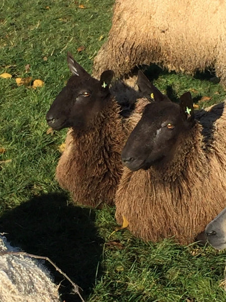 Special Offer - 500g (17.63 oz)  Pure Black Bluefaced Leicester Washed and Combed Top