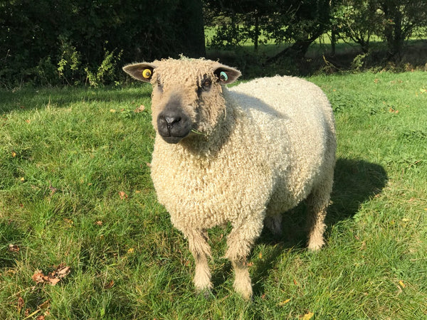 Home Farm Top Box