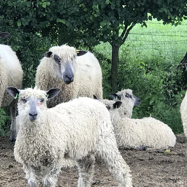 Bulky Wool: Rare Breed Wensleydale and Bluefaced Leicester Tangerine