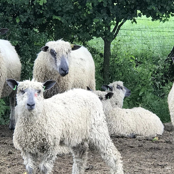 Bulky Wool: Rare Breed Wensleydale and Bluefaced Leicester Natural and Undyed