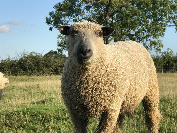 Ali's Crochet Cotswold Wrap