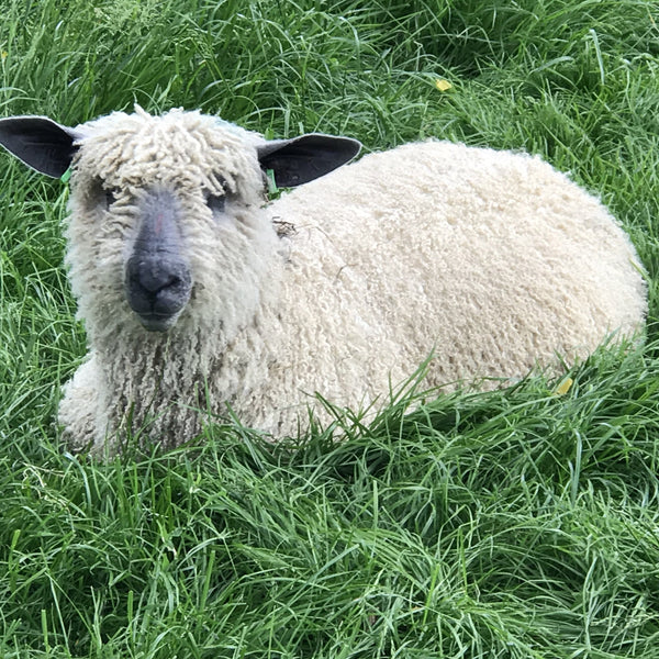 Bulky Wool: Rare Breed Wensleydale and Bluefaced Leicester Tangerine