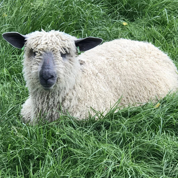 Bulky Wool: Rare Breed Wensleydale and Bluefaced Leicester Natural and Undyed