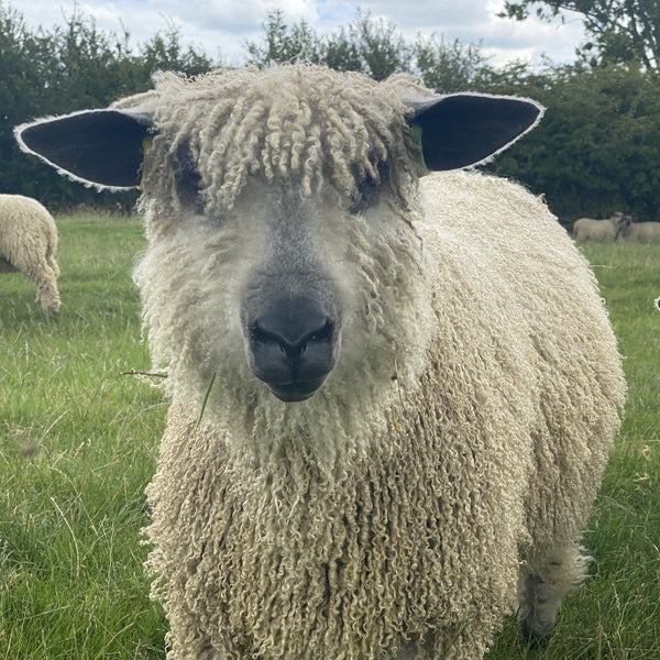 Wensleydale sheep at Home Farm Wensleydales